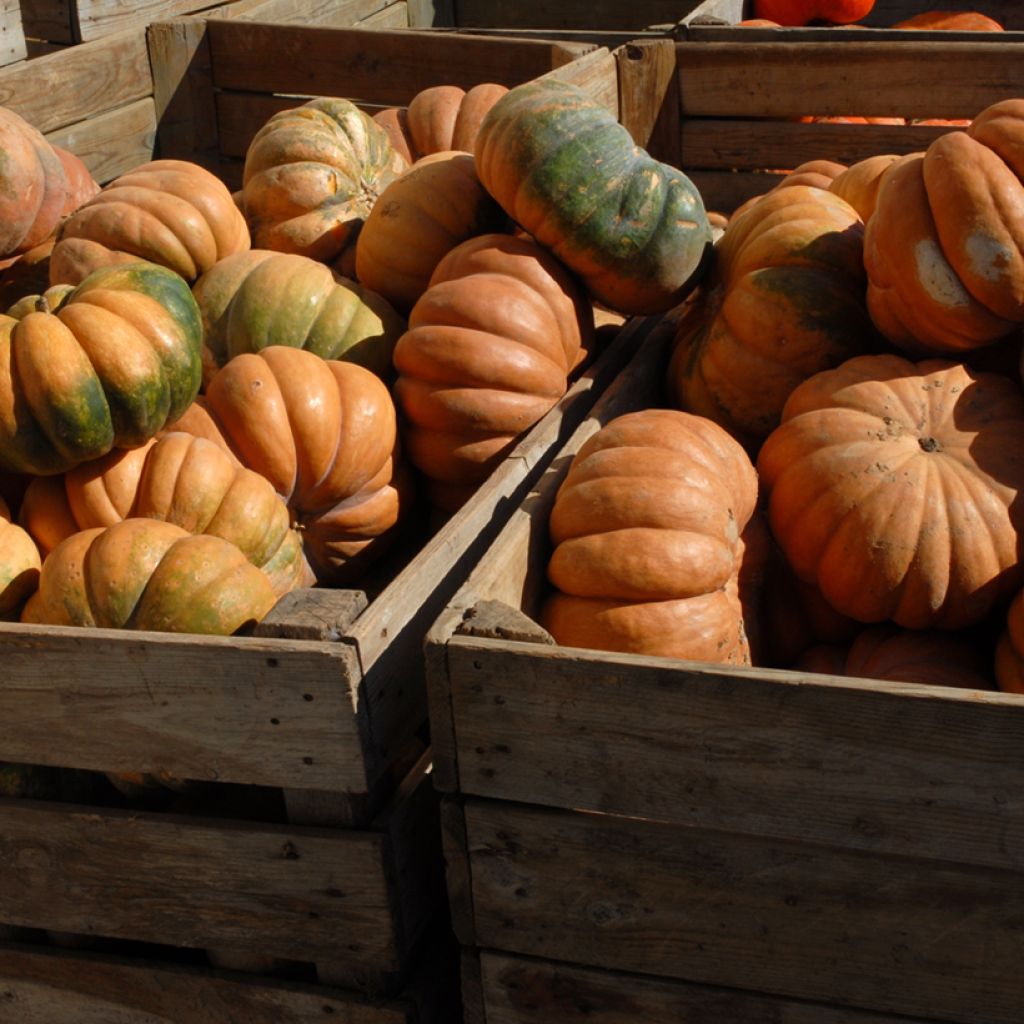 Zucca moscata di Provenza - Vilmorin