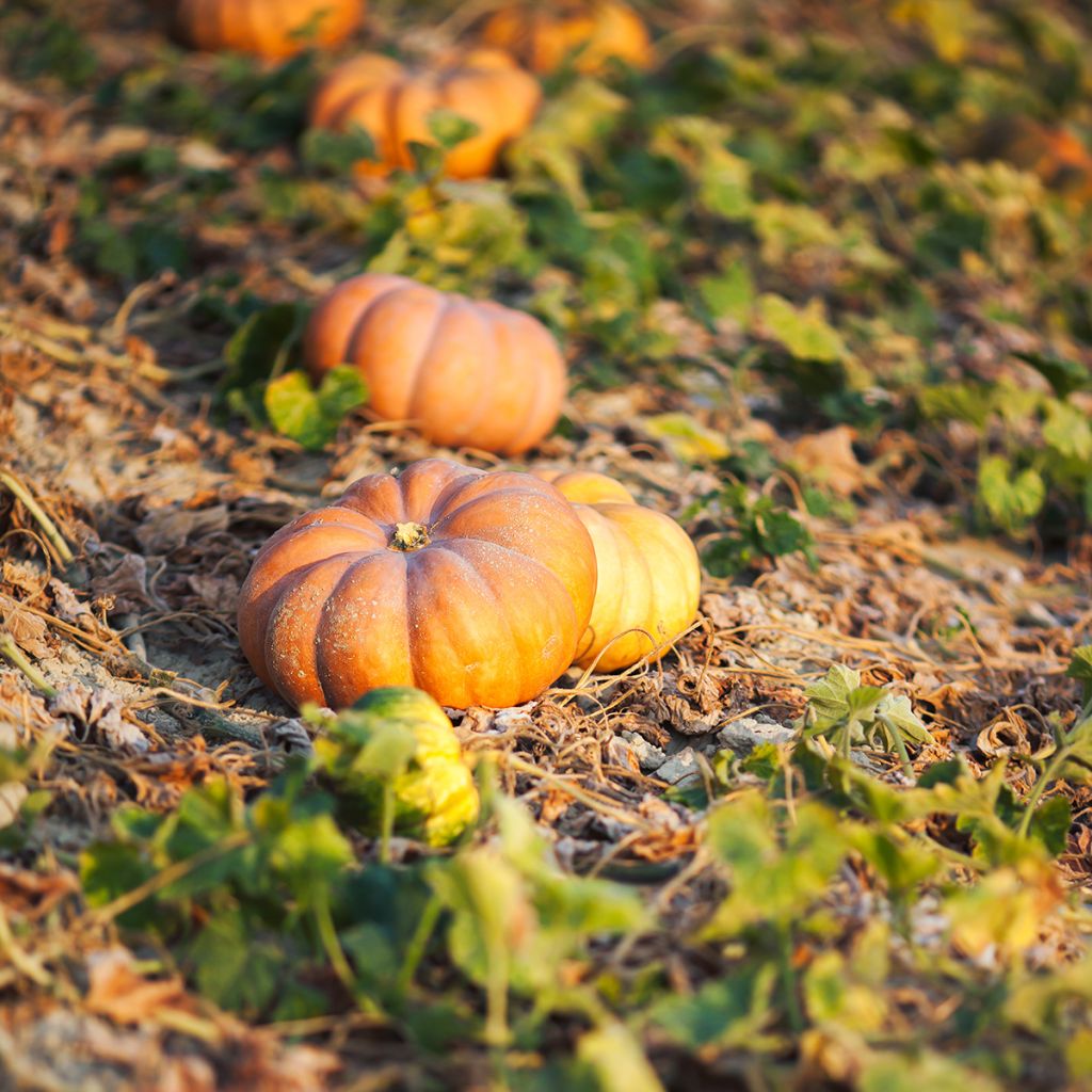 Zucca moscata di Provenza (semi)