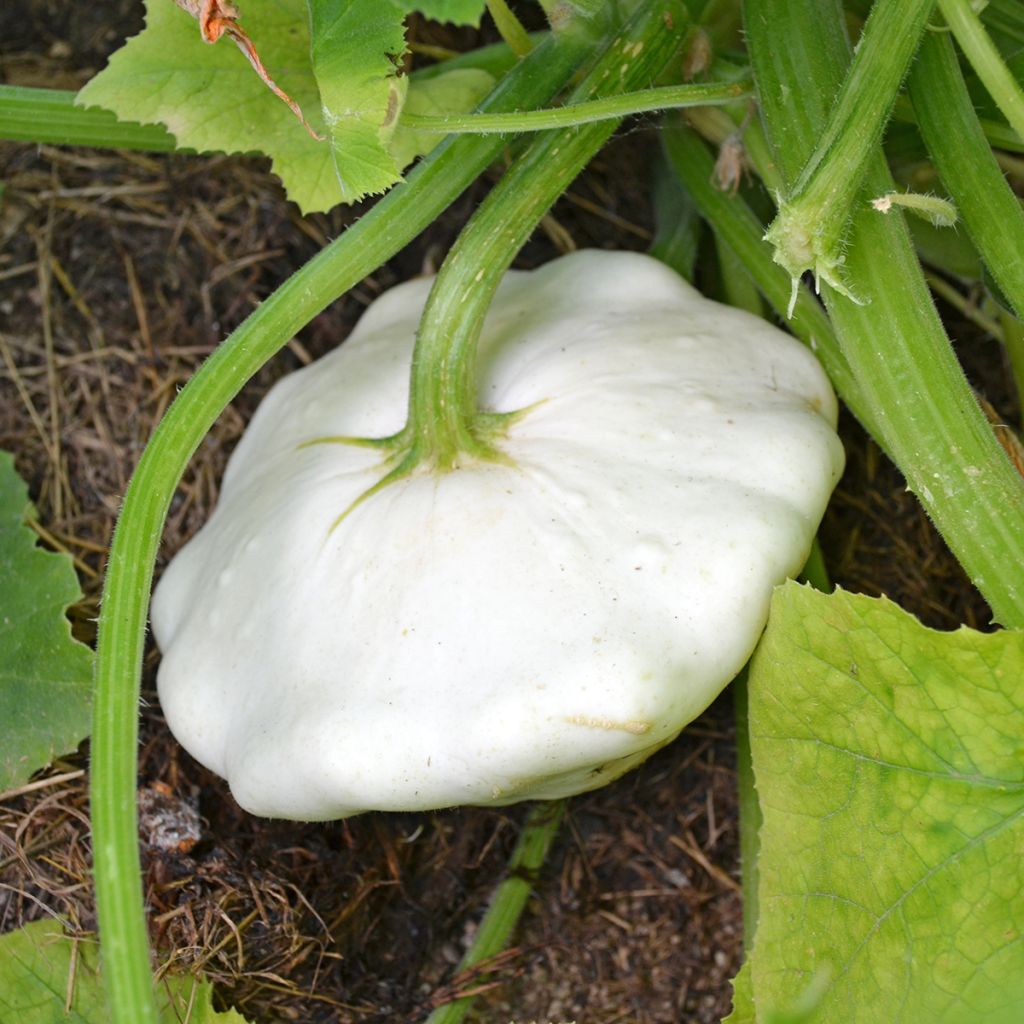 Zucchino Patisson bianche