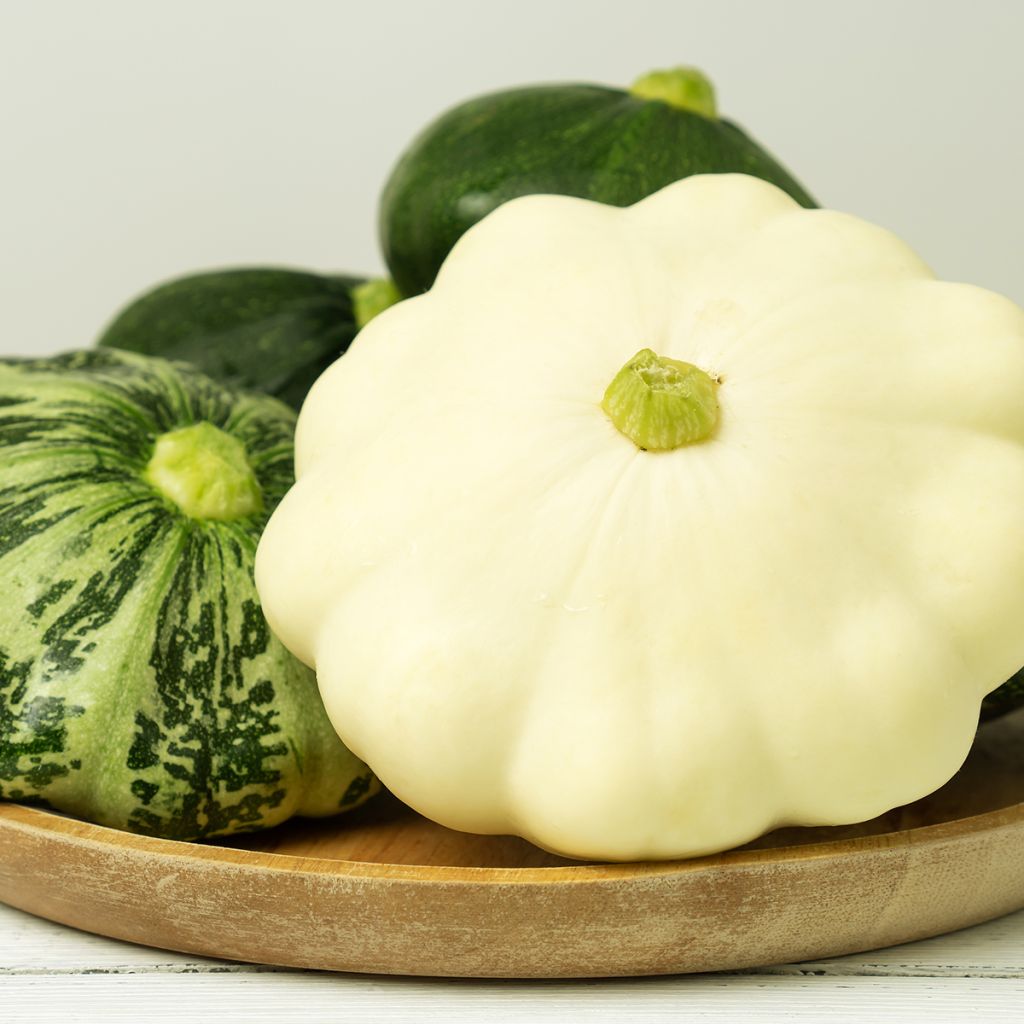Zucchino Patisson bianche