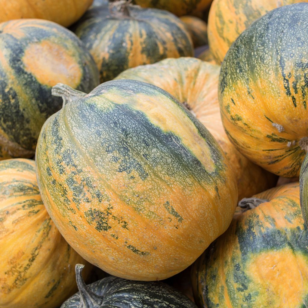 Zucca moscata Sucrine del Berry