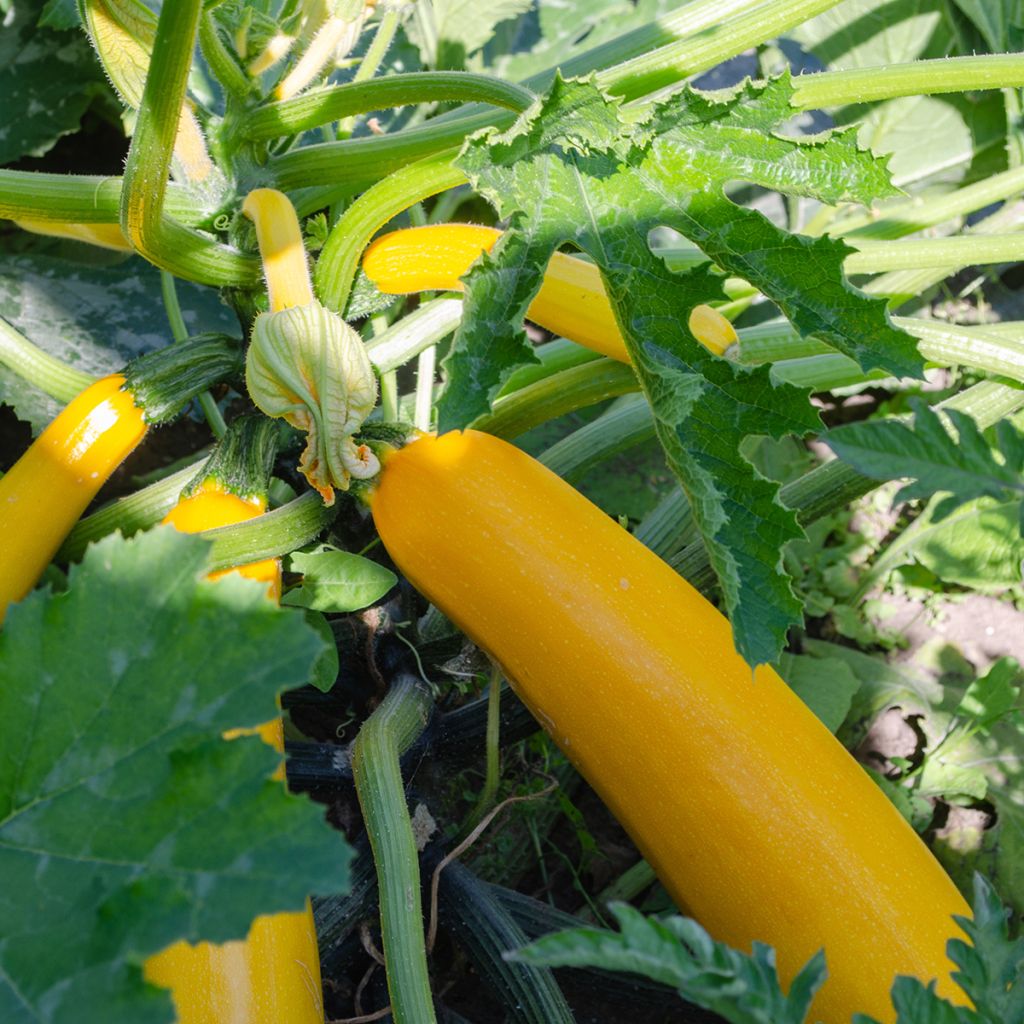 Zucchino ibrido Lingodor