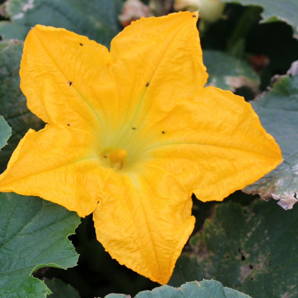 Zucchino ibrido Lingodor