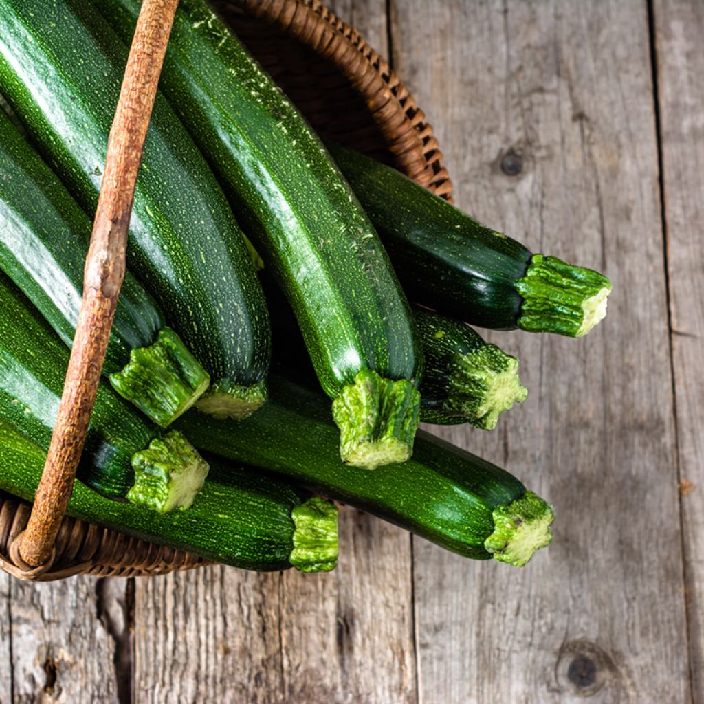 Zucchino Venus F1
