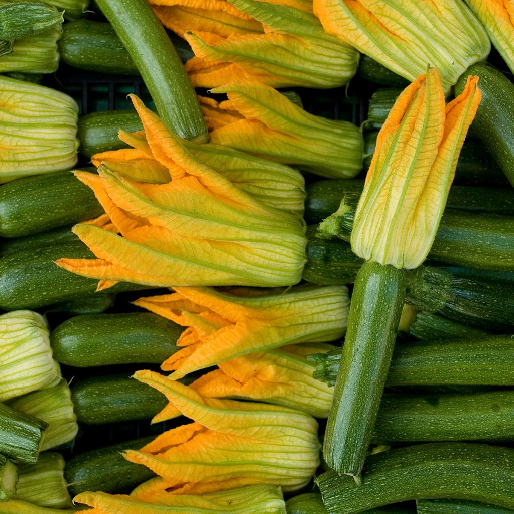 Zucchino Verde di Milano