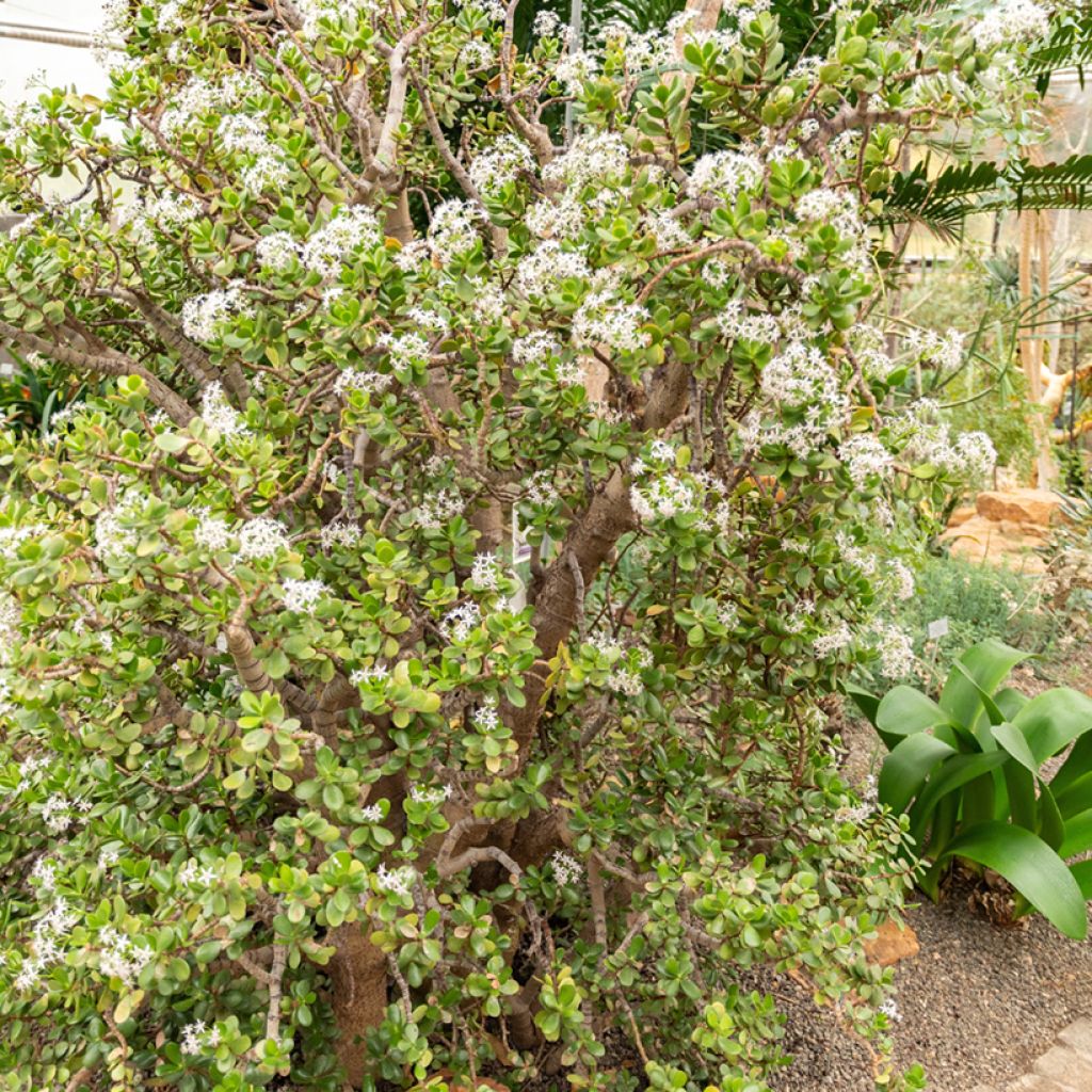 Crassula ovata - Arbre de Jade