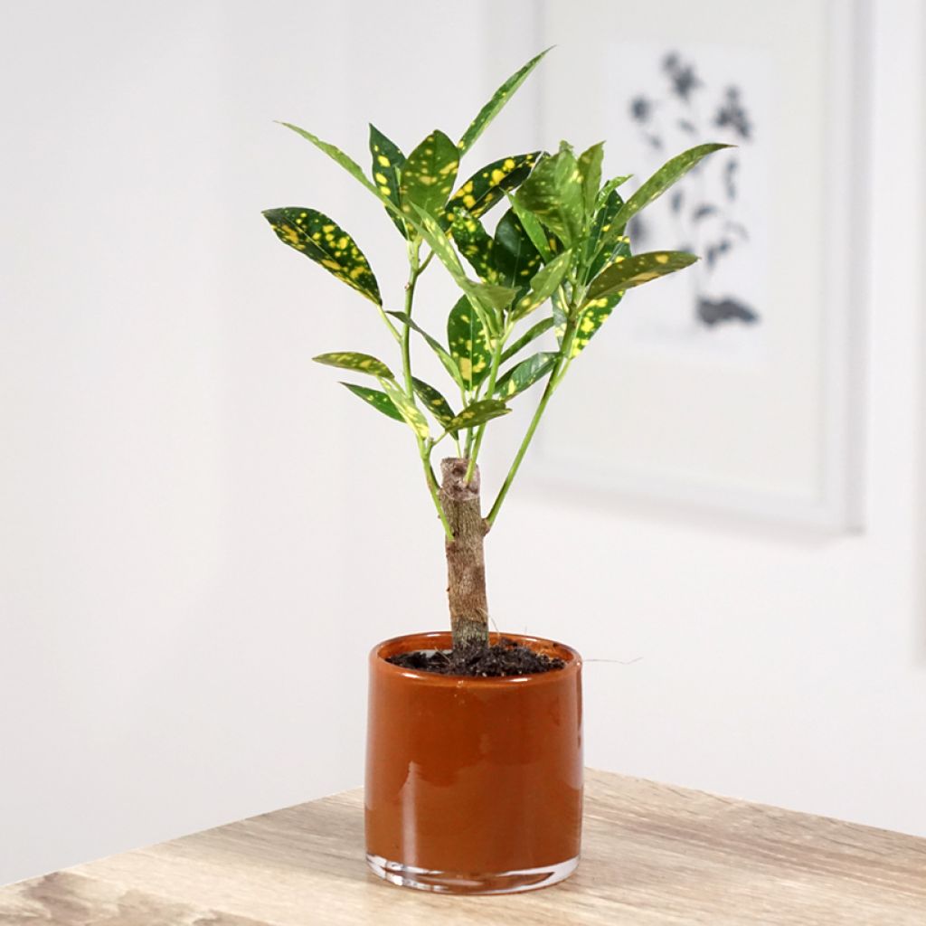 Codiaeum aucubaefolia - Croton