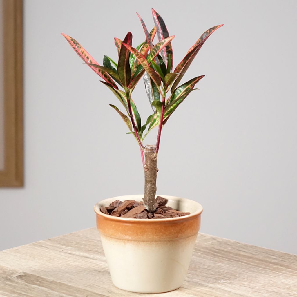 Codiaeum variegatum Excurrens - Croton