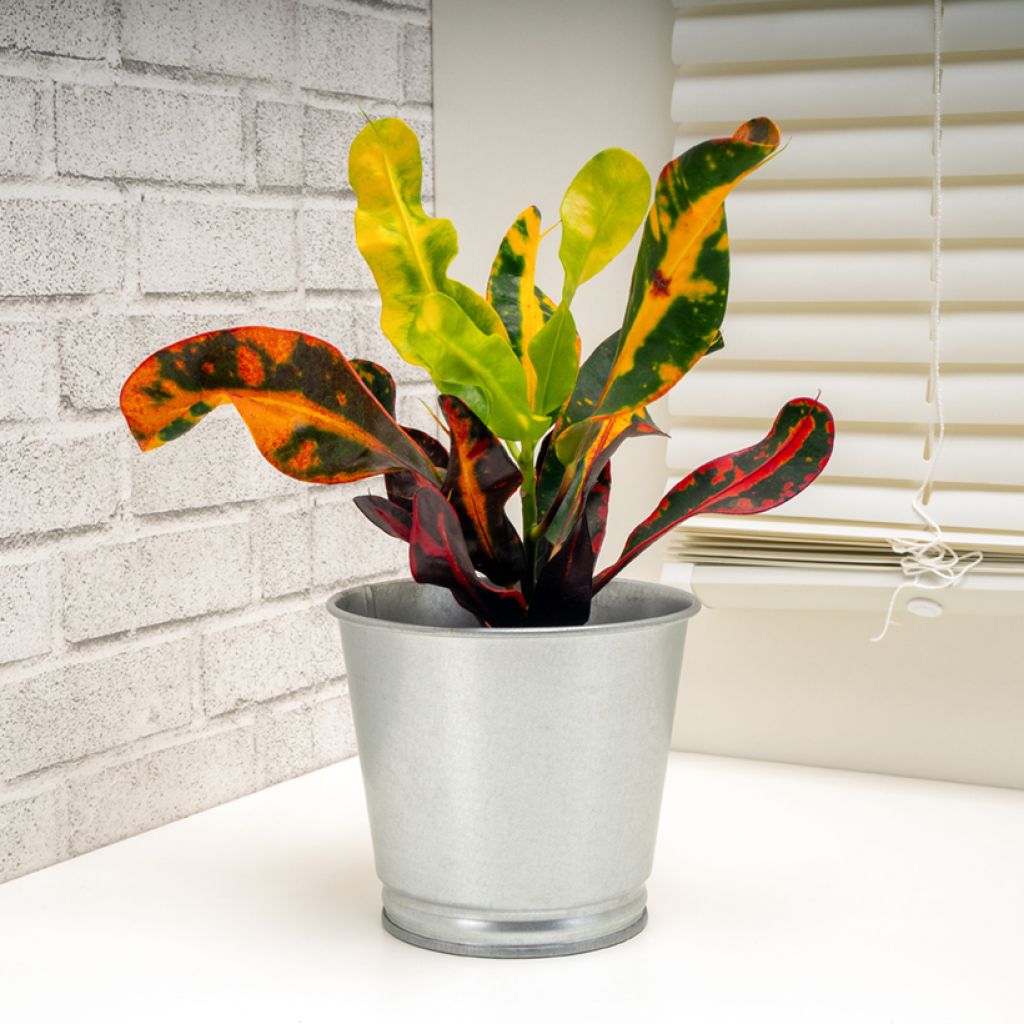 Codiaeum Mammie - Croton
