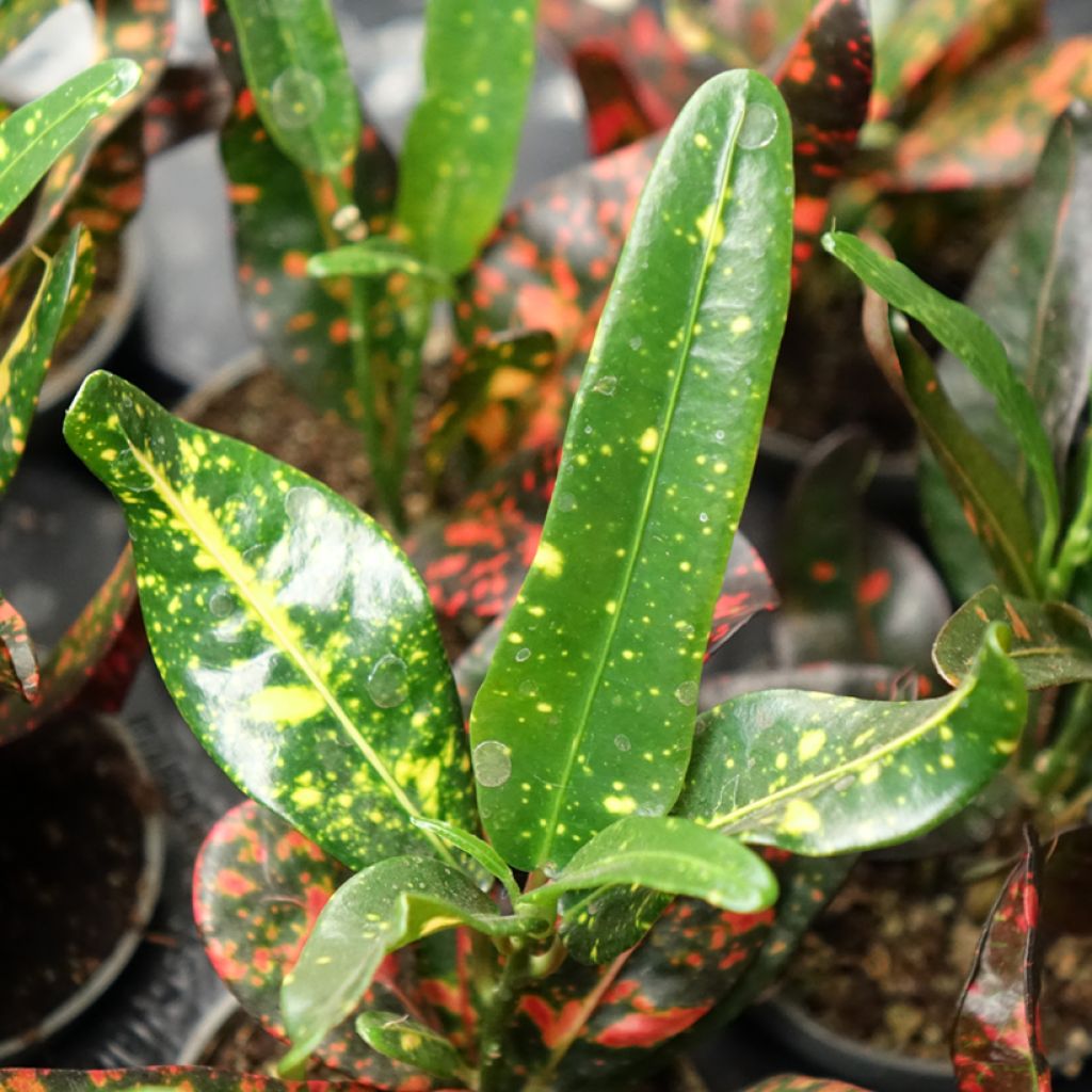 Codiaeum Red Batik - Croton