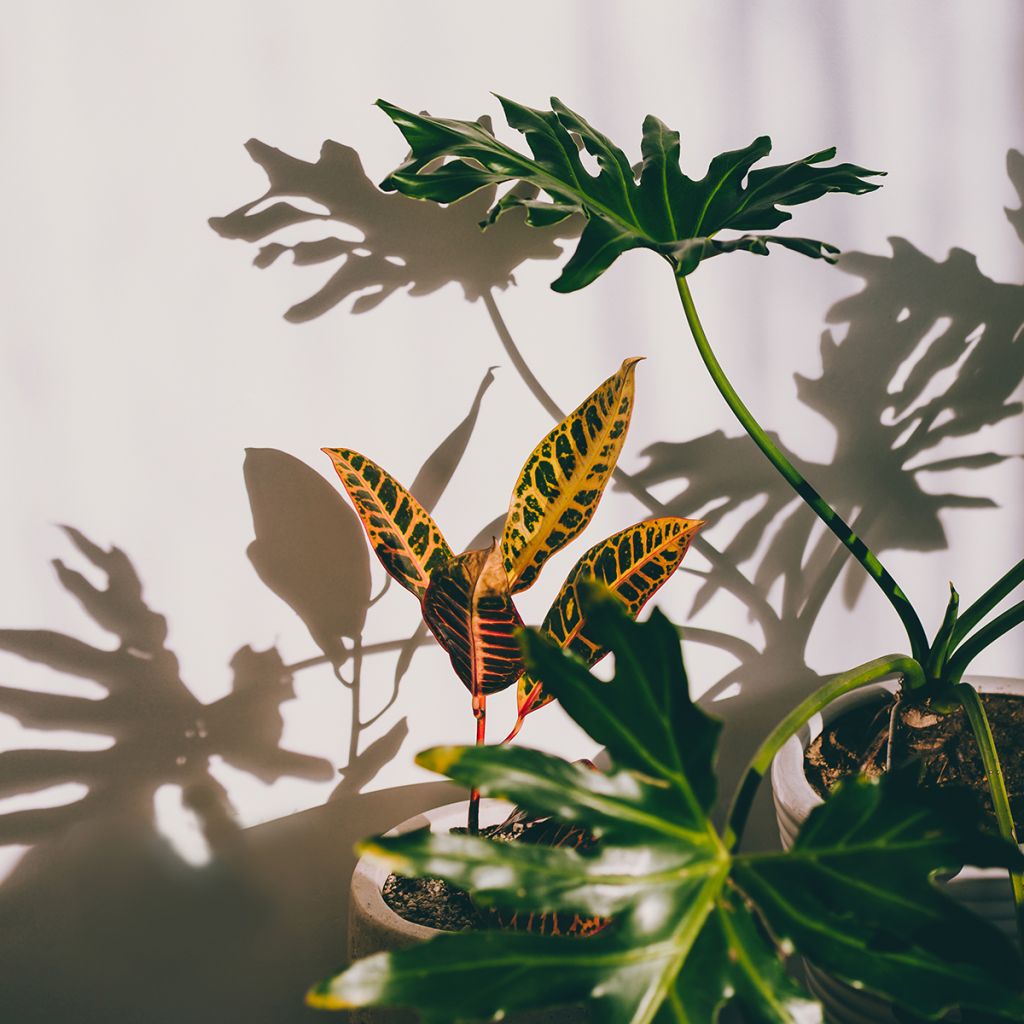 Codiaeum Moar Yellow - Croton