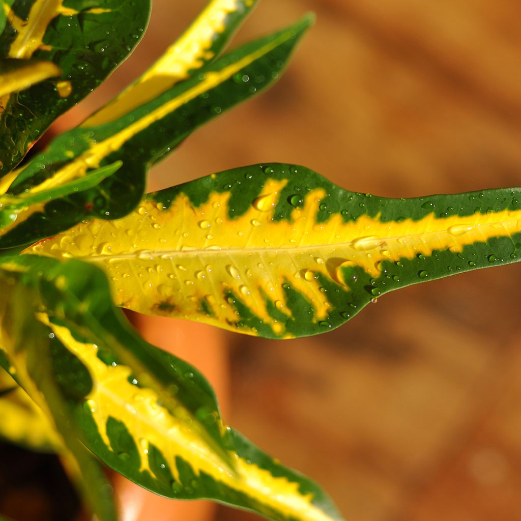 Codiaeum Moar Yellow - Croton