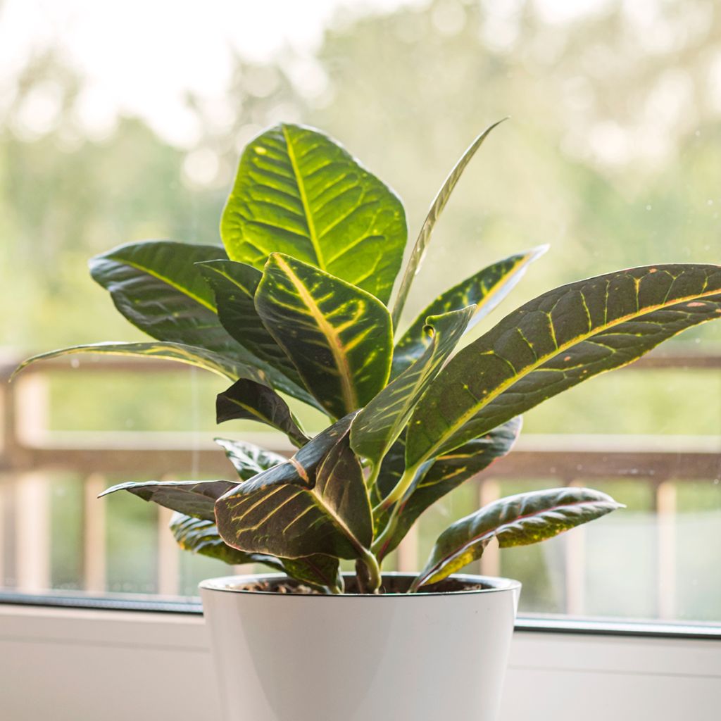 Codiaeum Moar Yellow - Croton