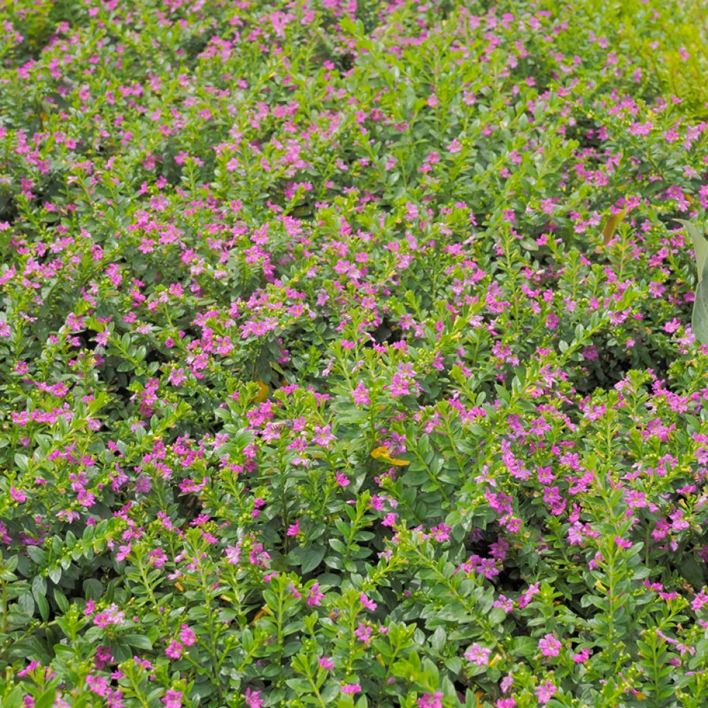 Cuphea hyssopifolia Purple