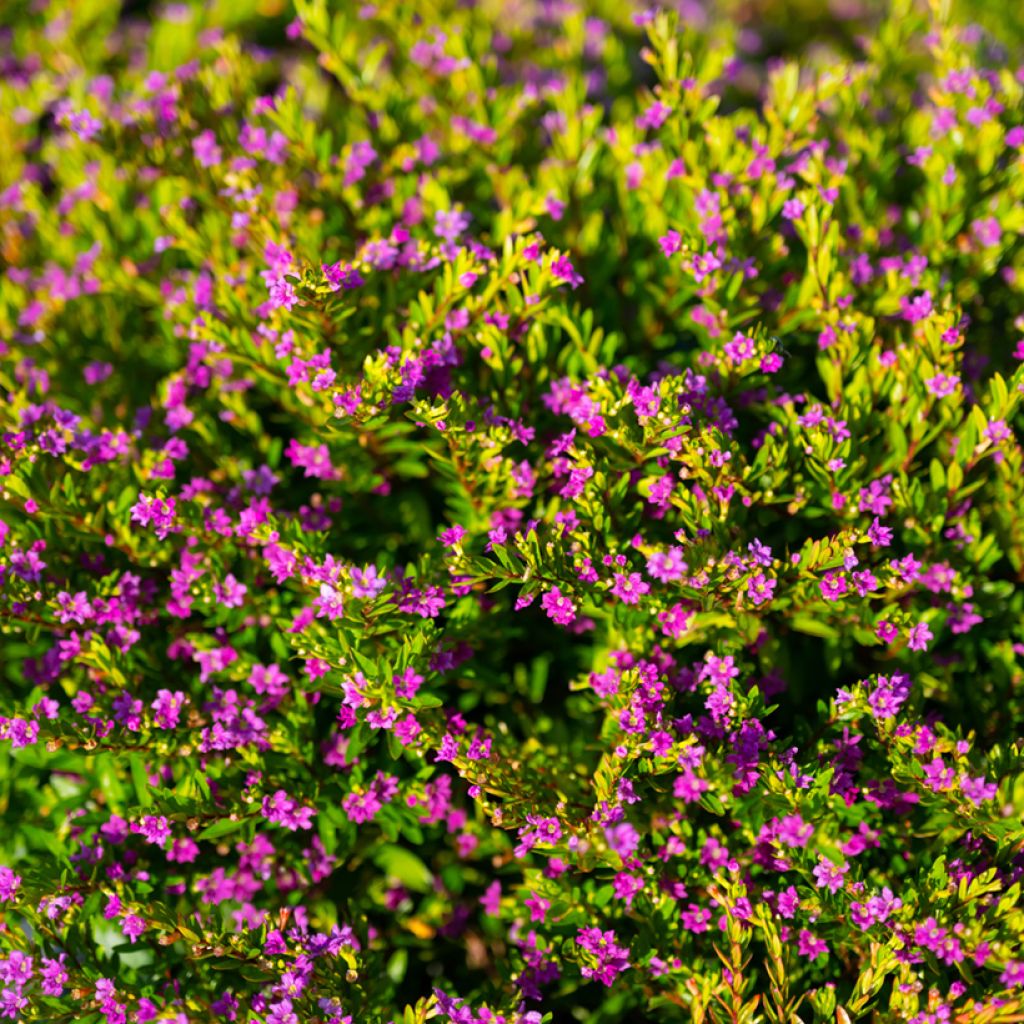 Cuphea hyssopifolia Purple
