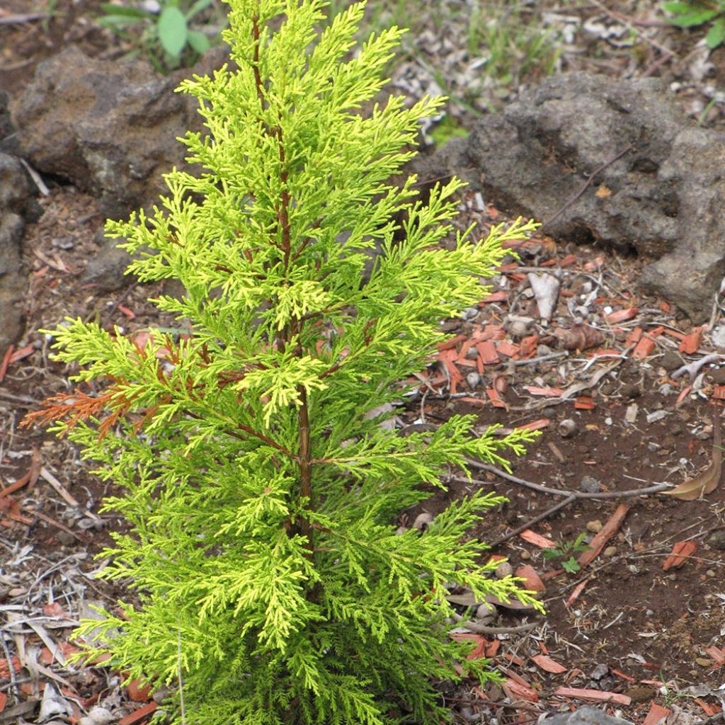 Cyprès de Lambert Wilma - Cupressus macrocarpa