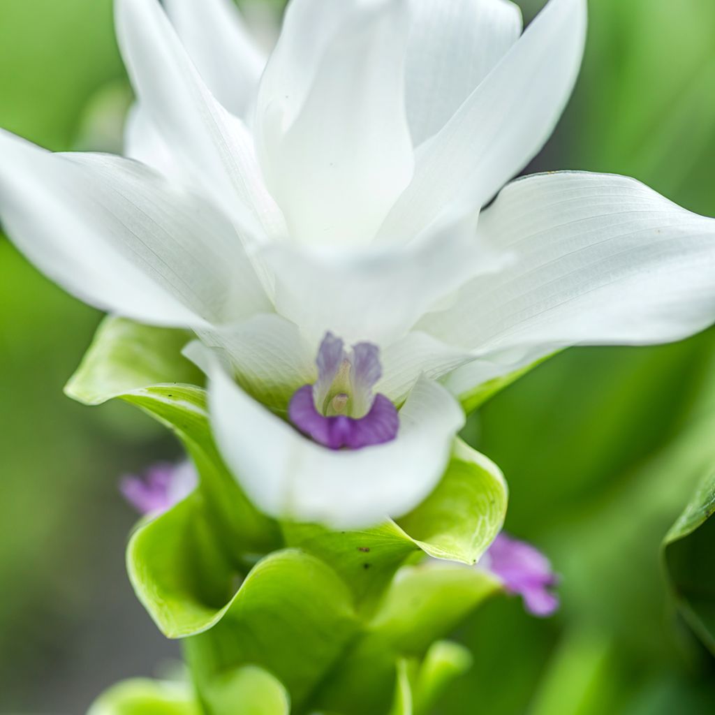 Curcuma alismatifolia White