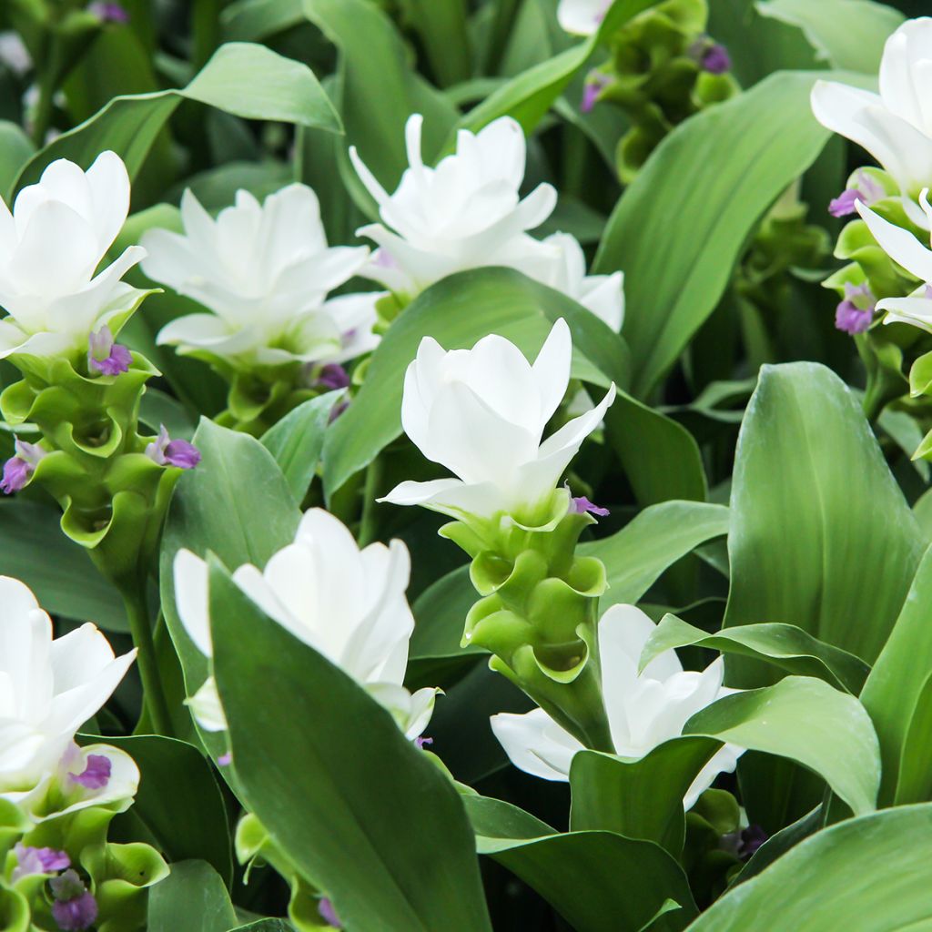 Curcuma alismatifolia White