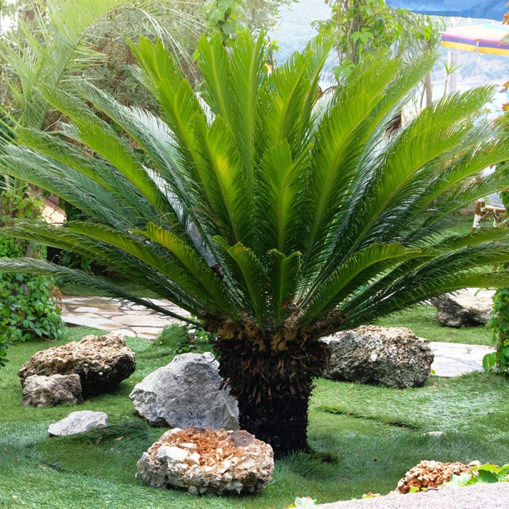 Cycas revoluta - Cycas del Giappone