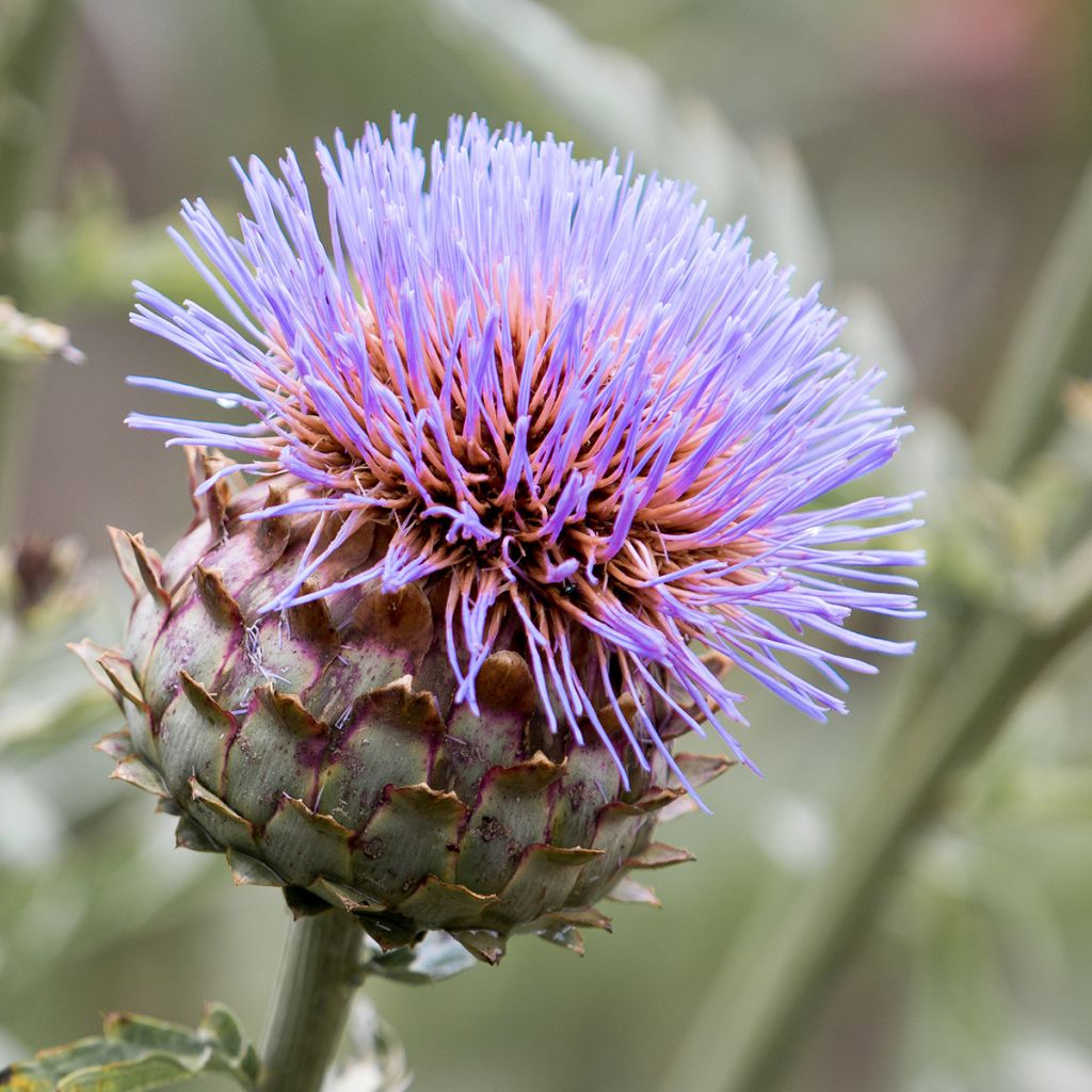 Cynara cardunculus var. altilis - Cardo