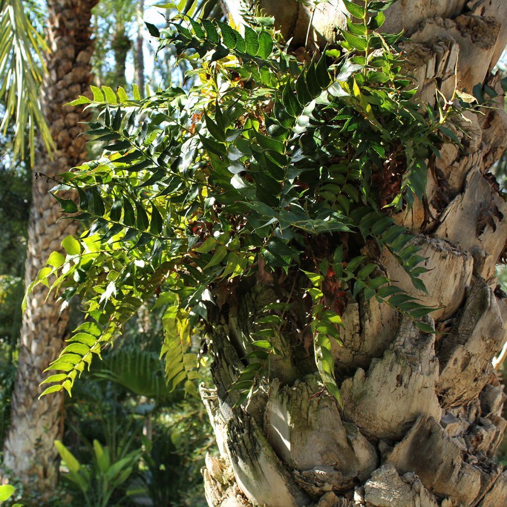 Cyrtomium falcatum - Felce falcata