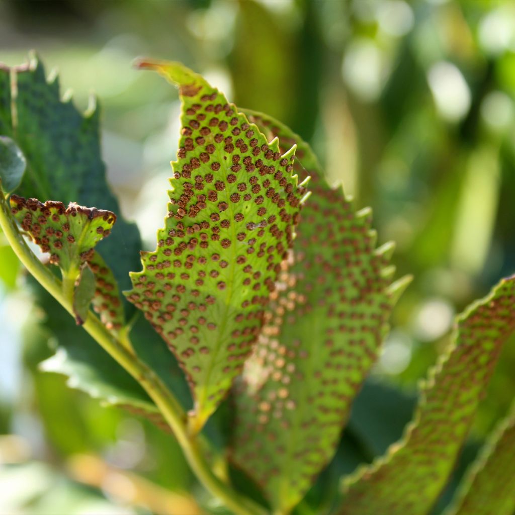 Cyrtomium falcatum - Felce falcata