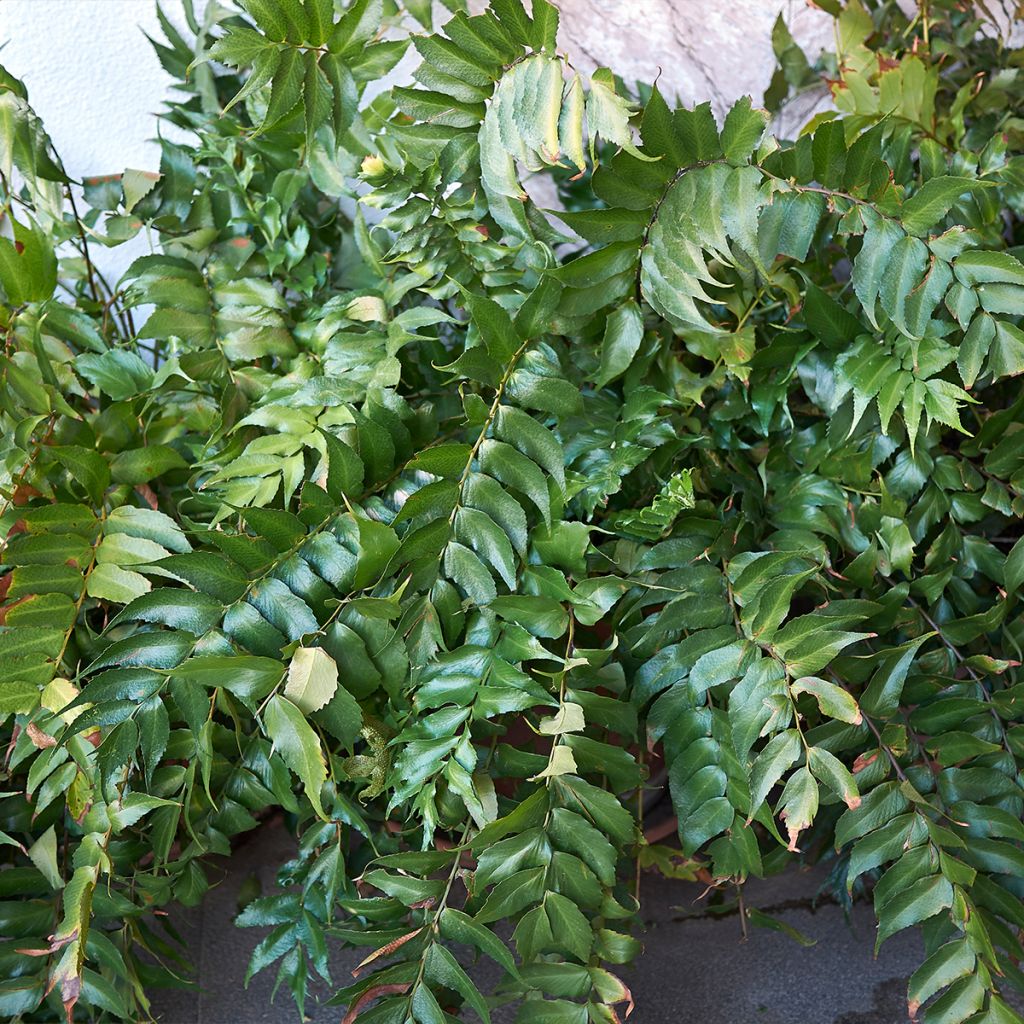Cyrtomium falcatum - Felce falcata