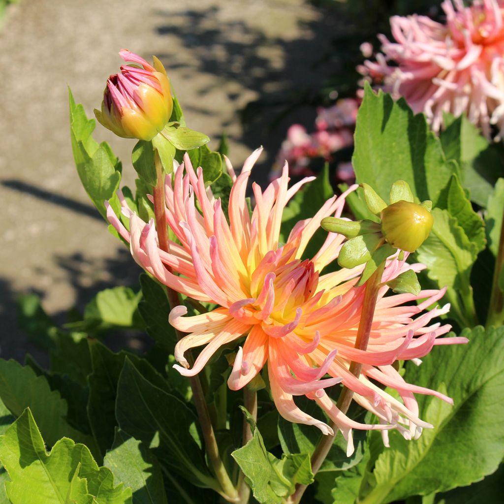 Dalia cactus Star's Lady