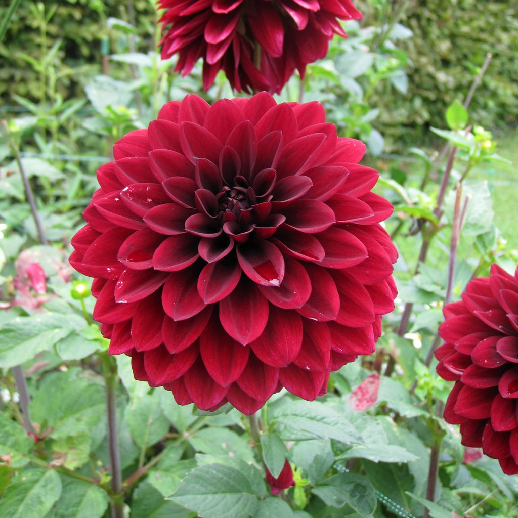 Dalia ibrida Faro