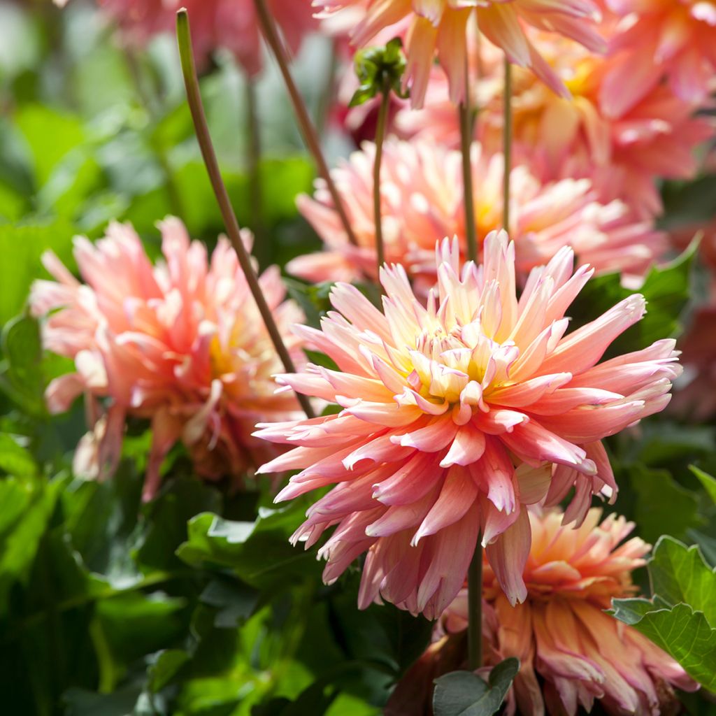 Dalia cactus Camargue