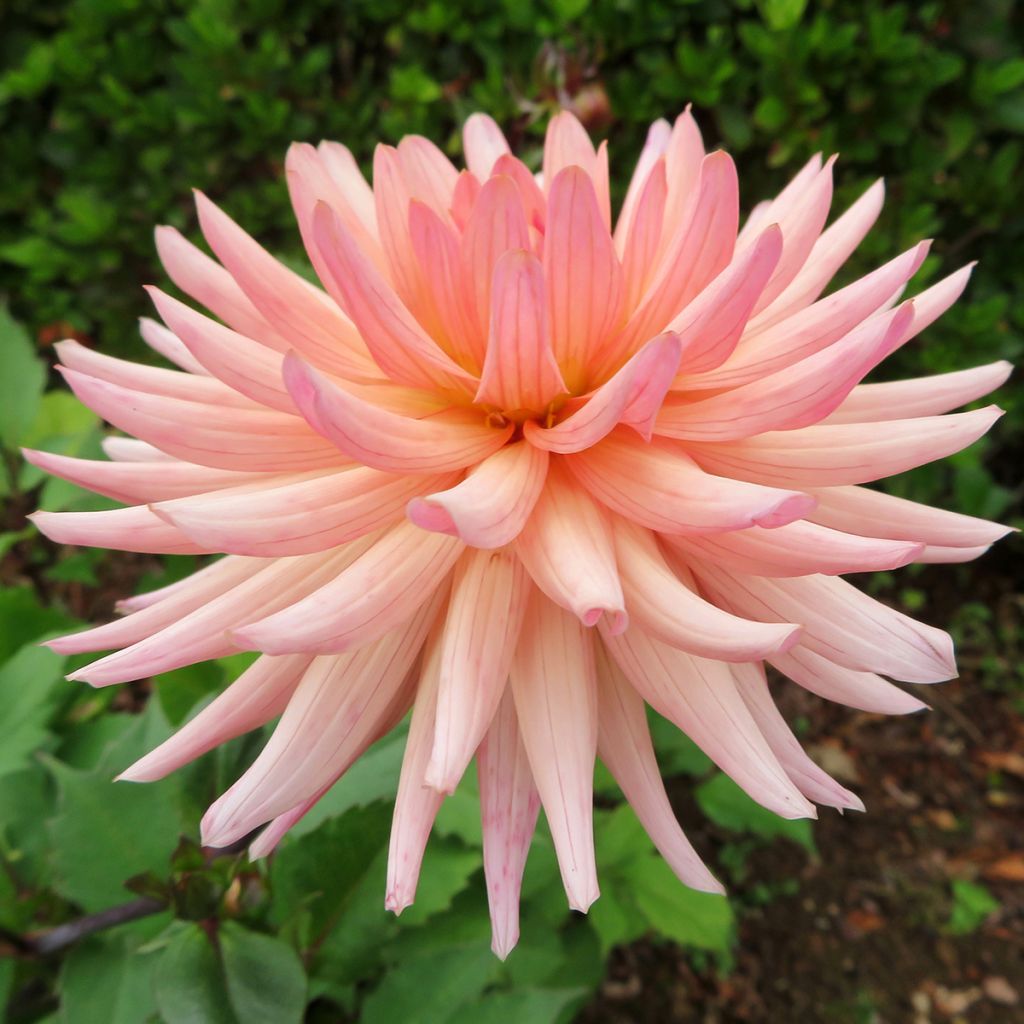 Dalia cactus Camargue