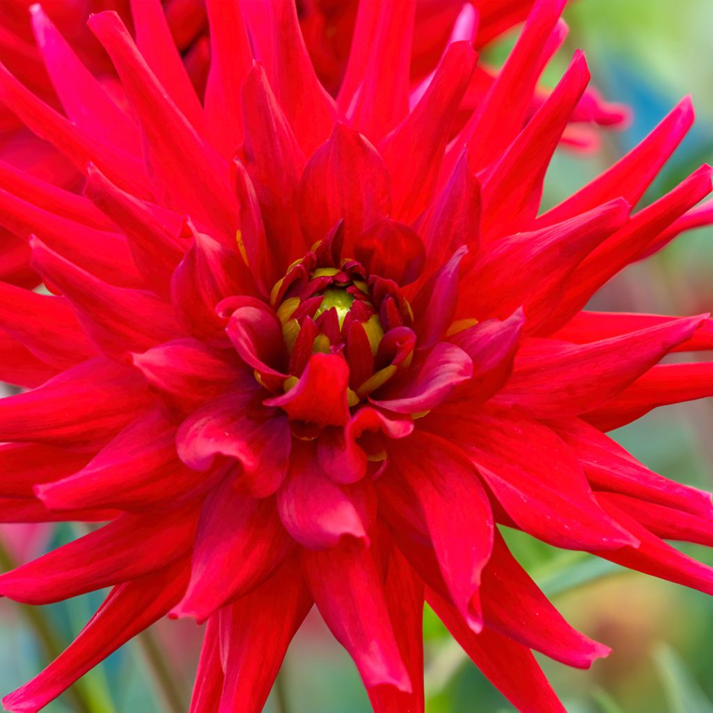 Dalia cactus Red Majorette