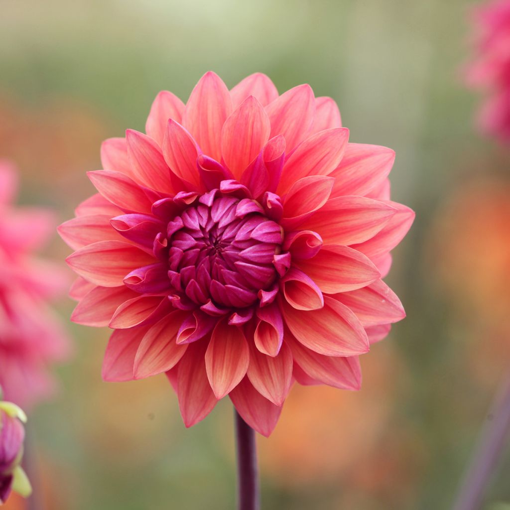 Dalia decorativa American Dawn