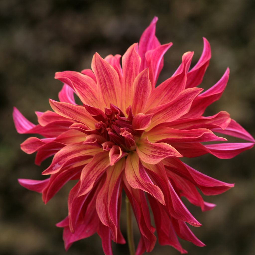 Dalia decorativa Bangkok