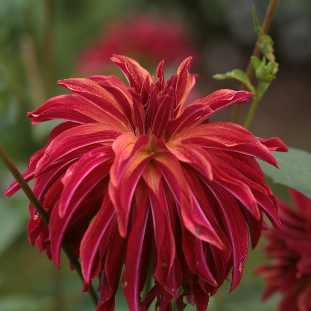 Dalia decorativa Bangkok