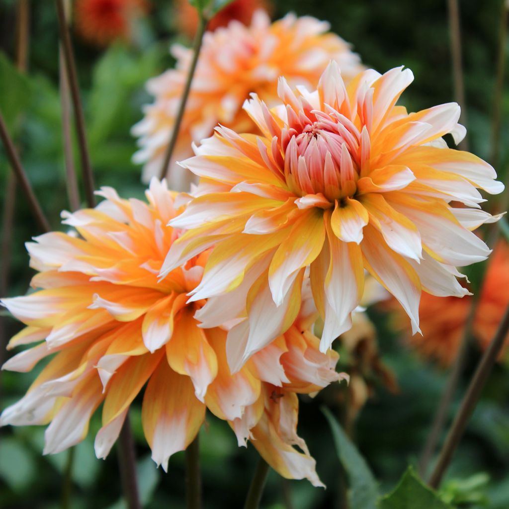 Dalia decorativa Hans Auinger