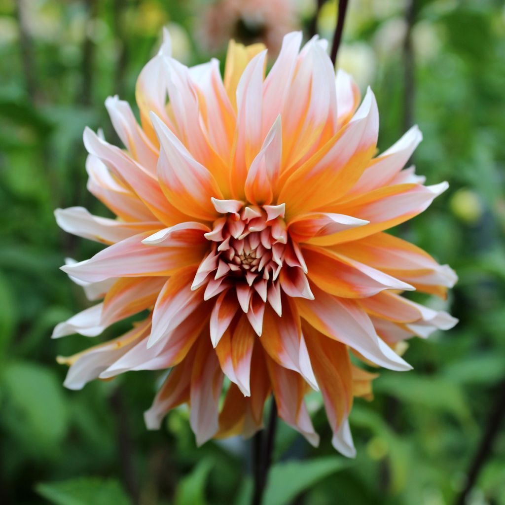 Dalia decorativa Hans Auinger