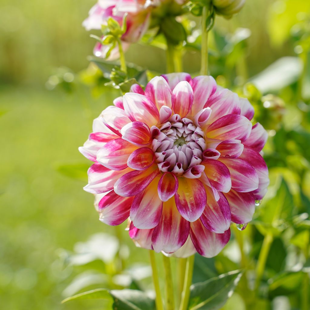 Dalia decorativa Hawaii
