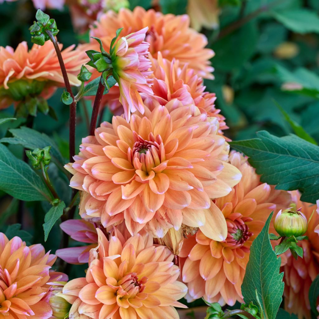 Dalia nana Peaches & Vanilla