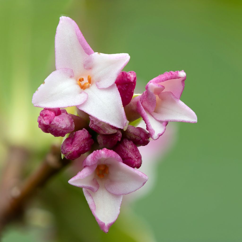 Daphne Perfume Princess - Dafne