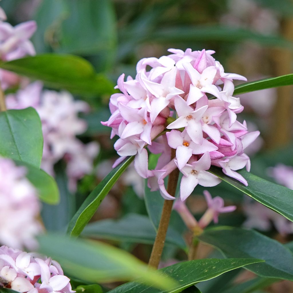 Daphne Spring Beauty - Dafne