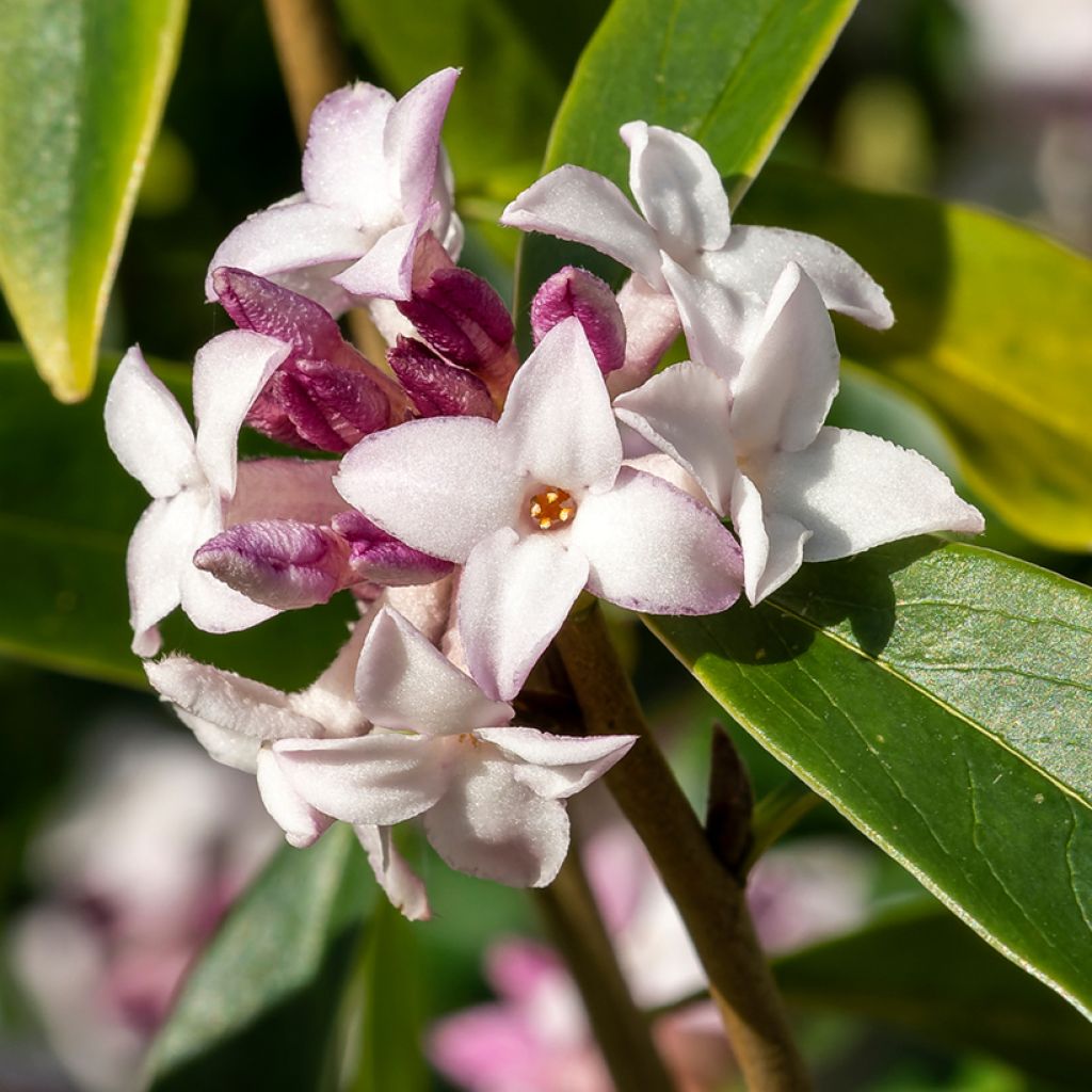 Daphne Spring Beauty - Dafne