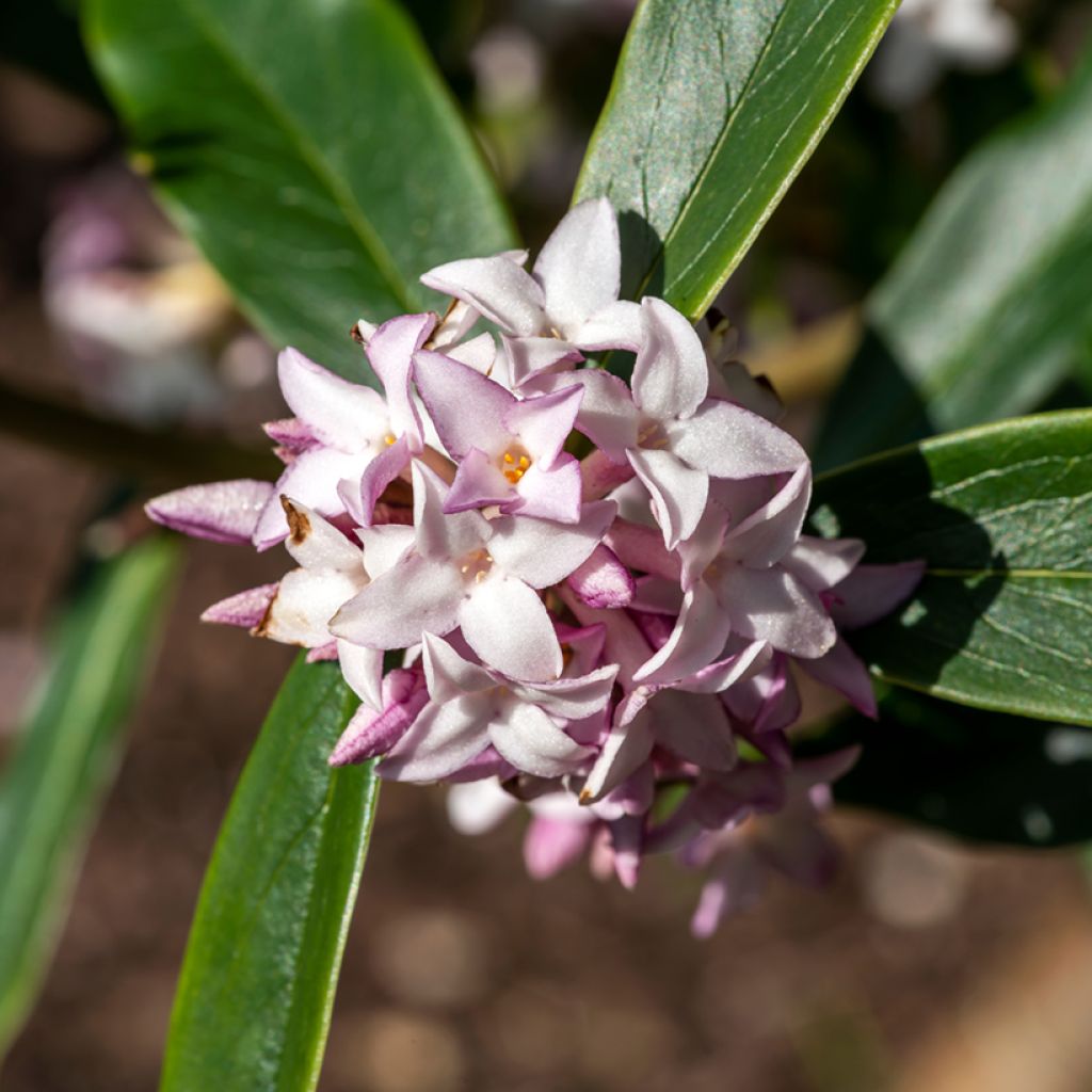 Daphne Spring Beauty - Dafne