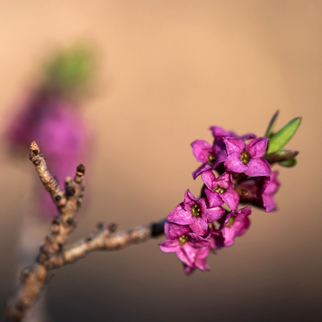 Daphne mezereum var. rubra - Dafne mezereo