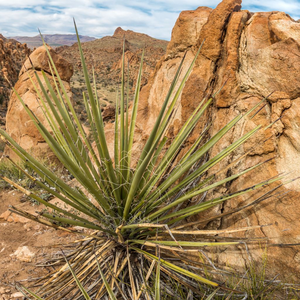 Dasylirion texanum