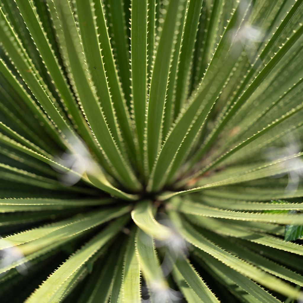 Dasylirion texanum