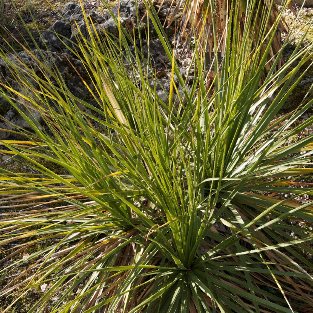 Dasylirion texanum