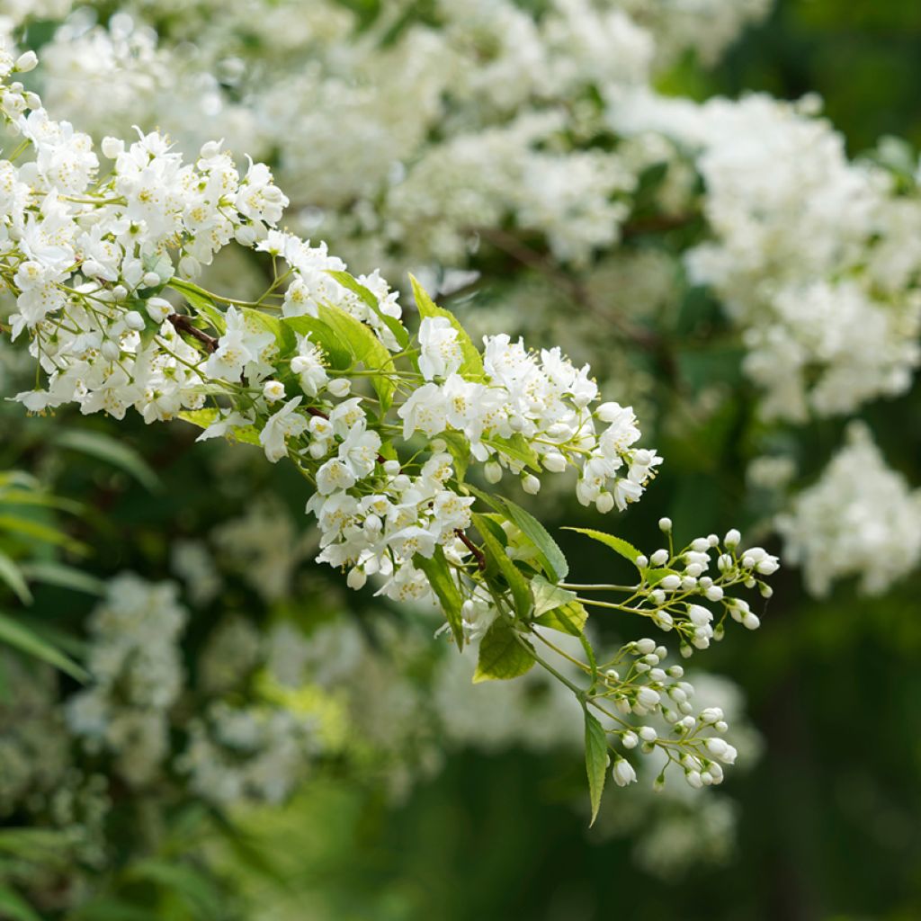 Deutzia gracilis