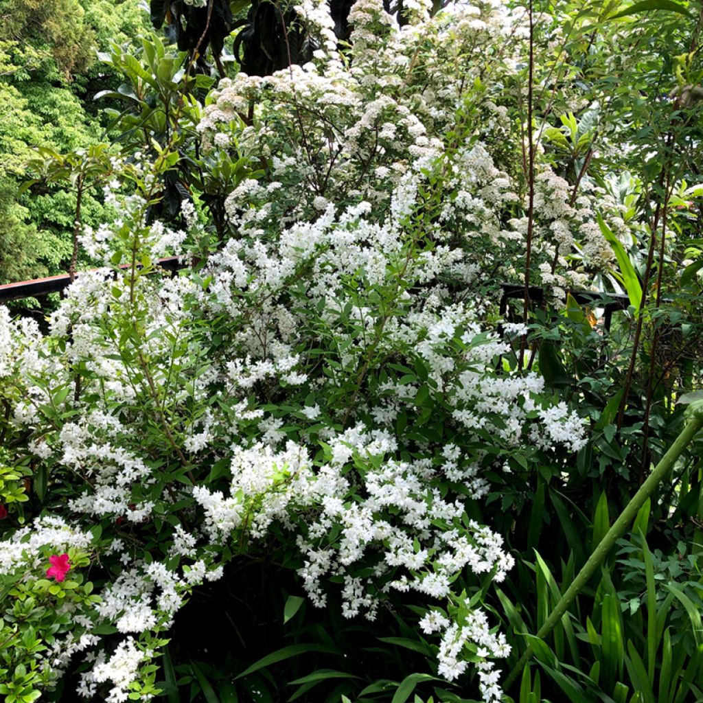 Deutzia gracilis