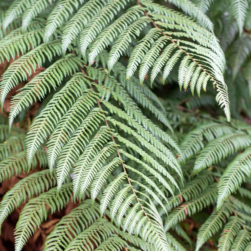 Dicksonia squarrosa - Felce arborea